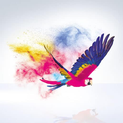 Illustration eines bunten Vogels mit kräftigen Farben, erstellt im CMYK-Farbmodell. Das Bild demonstriert die Präzision und Farbbrillanz, die durch diese Drucktechnik erzielt werden können.